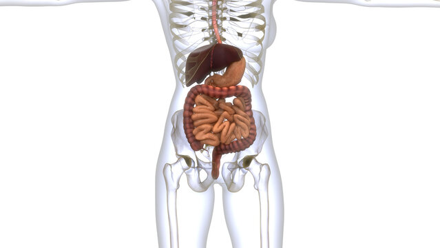 Human Digestive System Anatomy
