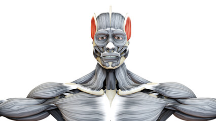 Human Body Muscular System Head Muscles Temporal Muscle Anatomy