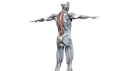 Human Muscular System Torso Muscles Longissimus Muscle Anatomy