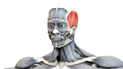 Human Body Muscular System Head Muscles Temporal Muscle Anatomy