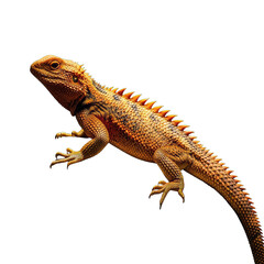Fototapeta premium Detailed orange spiky lizard or dragon, clean cut-out on white