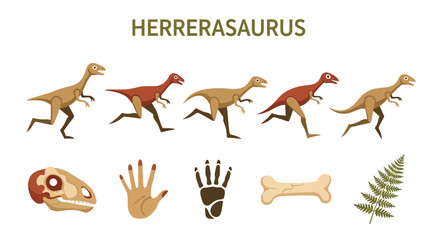Illustration titled Herrerasaurus showing five bipedal dinosaurs fossils and a fern © Faisal