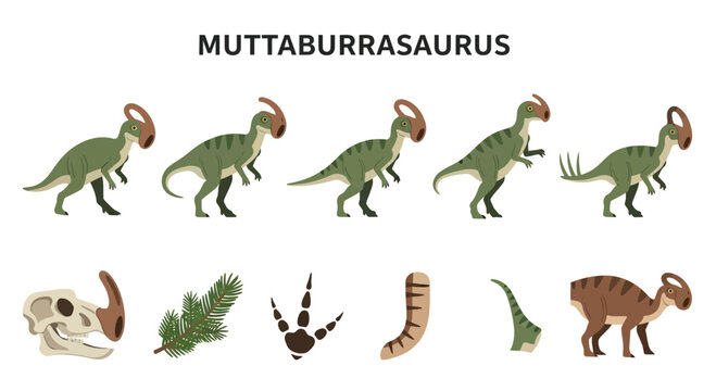Illustrations of Muttaburrasaurus dinosaur fossil footprint plants and skeletal parts