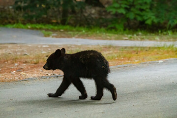 A black bear cub walking through a campground in New Hampshire © Kari Post