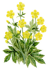 Loose Abstract Watercolor of Buttercup