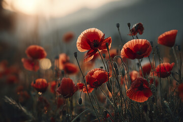 Obraz premium Red poppy flower field glowing in warm sunlight with delicate petals and stems creating peaceful and natural atmosphere in early morning or late afternoon