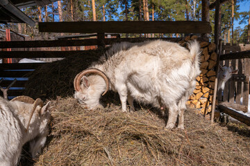 White goat eating hay in a pen with another goat peering from behind stacked firewood. Organic animal farming and free range livestock, a herd of female goats