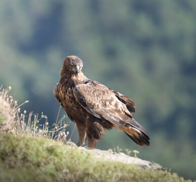 Macho de &aacute;guila real y una mirada de pocos amigos
