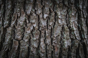 Obraz premium Close up of rough tree bark texture with moss