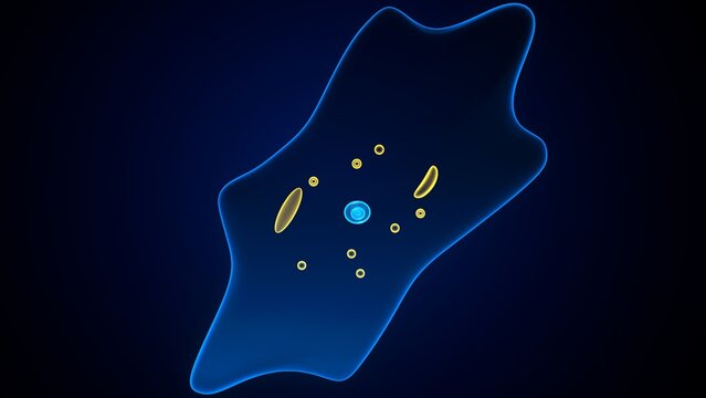 Amoeba structure anatomy. 3d render