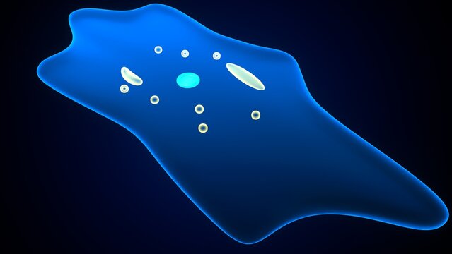 Amoeba structure anatomy. 3d render