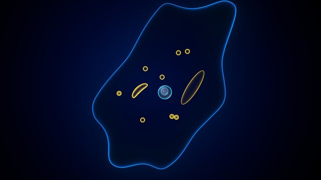Amoeba structure anatomy. 3d render