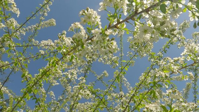 View from below on branches covered with white flowers on a blooming Mahaleb cherry (Prunus mahaleb) in blue sky background in sunrays backlight , circular camera movement under the branches