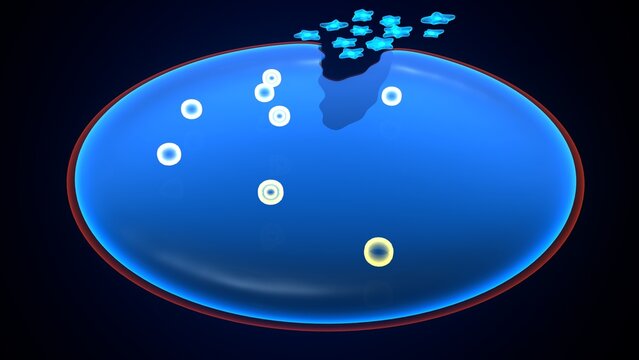 Amoeba structure anatomy. 3d render