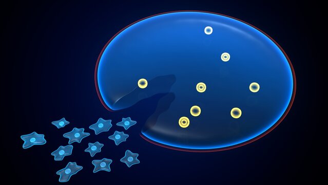 Amoeba structure anatomy. 3d render
