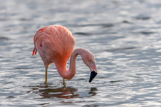 Chilean flamingo (Phoenicopterus chilenis) Standing in Calm Shallow Water. Gelderland in the Netherlands.