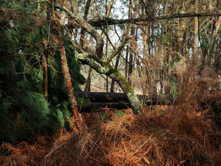 D&eacute;g&acirc;ts de la temp&ecirc;te Nils, dans la for&ecirc;t des Landes de Gascogne, F&eacute;vrier 2026