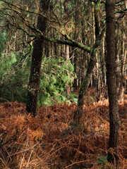 Obraz premium Dégâts de la tempête Nils, dans la forêt des Landes de Gascogne, Février 2026