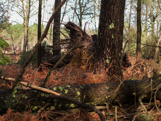 Fototapeta premium Dégâts de la tempête Nils, dans la forêt des Landes de Gascogne, Février 2026