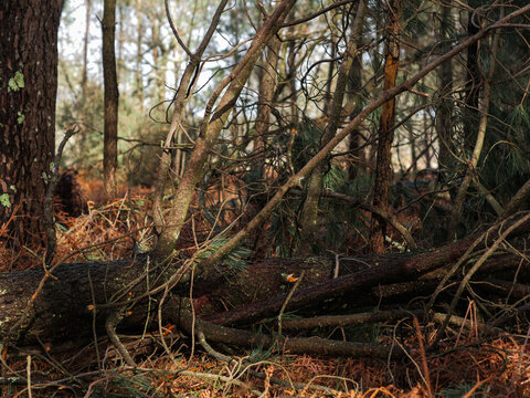 D&eacute;g&acirc;ts de la temp&ecirc;te Nils, dans la for&ecirc;t des Landes de Gascogne, F&eacute;vrier 2026