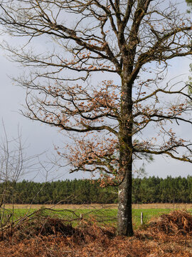 D&eacute;g&acirc;ts de la temp&ecirc;te Nils, dans la for&ecirc;t des Landes de Gascogne, F&eacute;vrier 2026