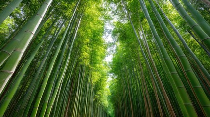 Lush Green Bamboo Forest with Soaring Tall Trees Under Bright Sky and Sunlight Filtering Through the Leaves in a Tranquil Natural Setting