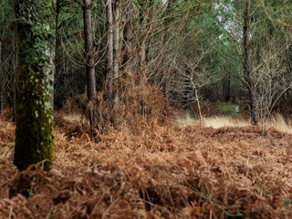 D&eacute;g&acirc;ts de la temp&ecirc;te Nils, dans la for&ecirc;t des Landes de Gascogne, F&eacute;vrier 2026