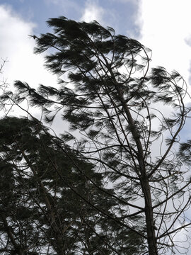 D&eacute;g&acirc;ts de la temp&ecirc;te Nils, dans la for&ecirc;t des Landes de Gascogne, F&eacute;vrier 2026