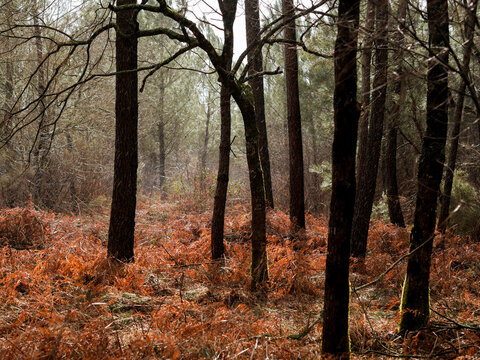 D&eacute;g&acirc;ts de la temp&ecirc;te Nils, dans la for&ecirc;t des Landes de Gascogne, F&eacute;vrier 2026
