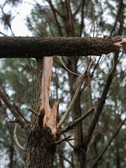 Fototapeta premium Dégâts de la tempête Nils, dans la forêt des Landes de Gascogne, Février 2026
