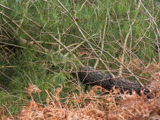 Obraz premium Dégâts de la tempête Nils, dans la forêt des Landes de Gascogne, Février 2026