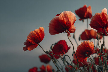 Fototapeta premium Red poppy flower with delicate petals and slender stems against moody sky, creating serene and natural floral scene with vibrant colors and soft lighting