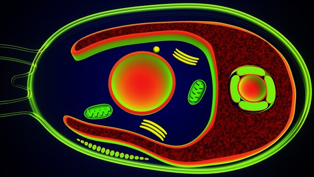 Chlamydomonas inner structure anatomy. 3d render