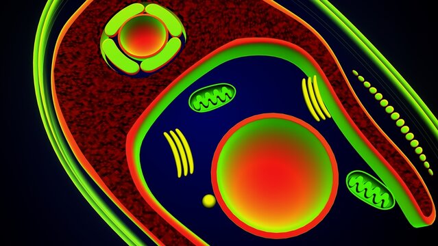Chlamydomonas inner structure anatomy. 3d render
