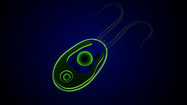 Chlamydomonas inner structure anatomy. 3d render