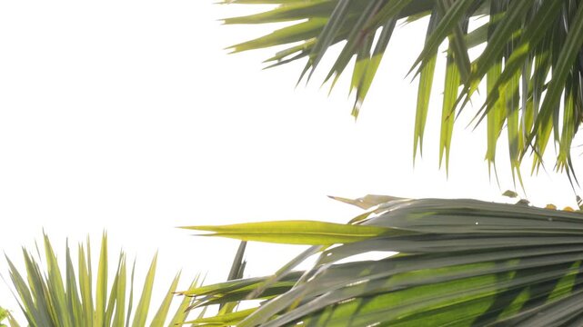tropical palm tree