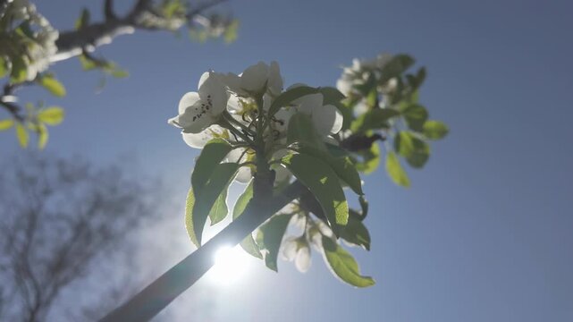 Close-up of white flowers on blooming Common pear, Pyrus communis against spring blue sky and bright sun, backlit, viewed from below