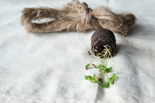 Sprouted flax seeds in a moist peat tablet, and flax fiber on the greige linen fabric. Shallow depth of field. Copy space.	
