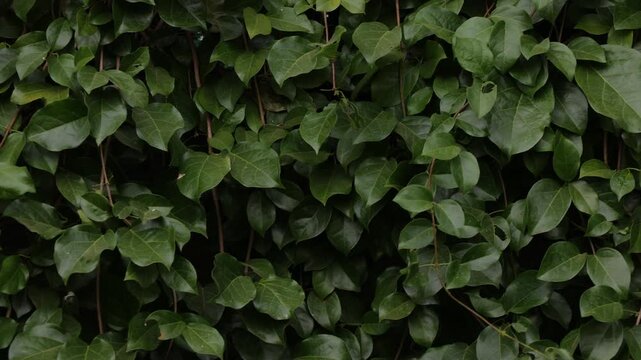 green leaves background