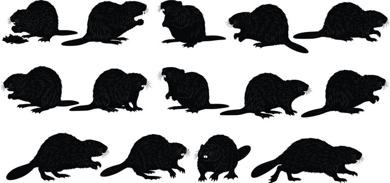 Black Silhouette Set of Wild Beavers in Various Poses Including Swimming Eating and Standing for Wildlife Protection Nature Education and Vector Illustration