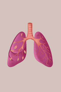 Detailed anatomy illustration of human lungs