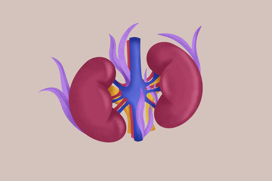 Colorful anatomical illustration of human kidneys