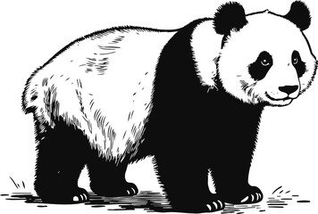 Obraz premium Illustration of a cute giant panda walking on grass in black and white detailed