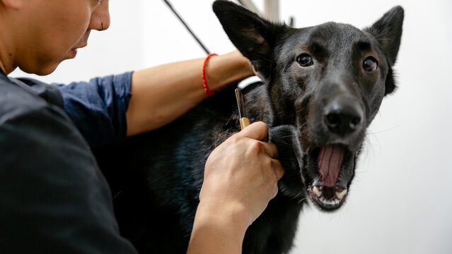 Professional dog grooming session with hand stripping