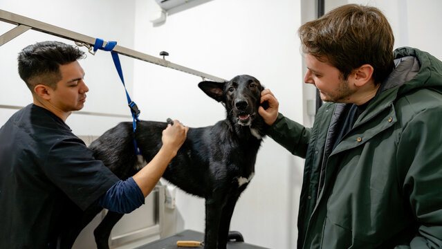 Professional dog grooming session for optimal care