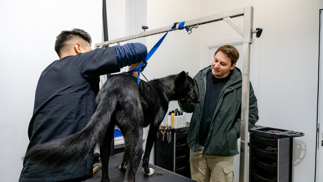 Professional dog grooming and care in a modern salon