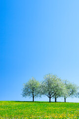 Bl&uuml;hende Obstb&auml;ume in einer gelben Fr&uuml;hlingswiese