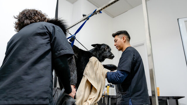 Dog grooming session with professional care