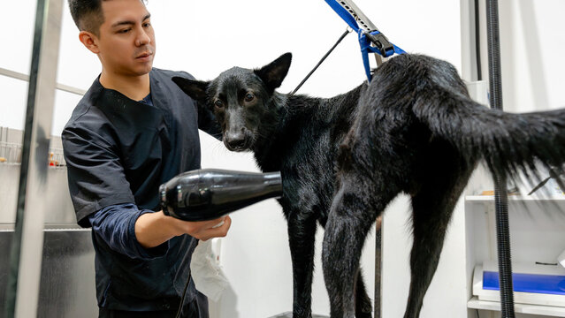 Professional dog grooming session at a pet salon