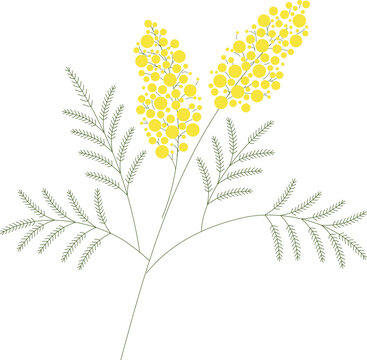 Vector illustration of mimosa branch
